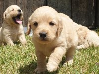 Golden Retriever Yavruları