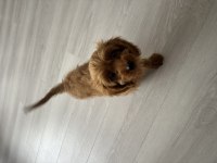 Sahibinden poodle yavrumuzdan ayrılmak zorundayız