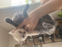 4 adet british shorthair yavrularımız