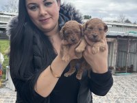 Ufacık Toy Poodle Yavrularım