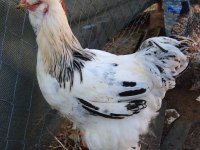 PARK BRAHMA KULUÇKALIK YUMURTA & CİVCİV