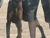 ŞECERELİ 8 AYLIK FELİX DOBERMAN OĞLUMU SAHİPLENDİRECEĞİM
