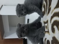 British shorthair yavru kediler