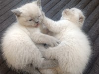 Blue Point British Shorthair Yavrular Irk Sağlık Garantili