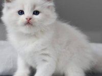 Türkiye'nin En Değerli Kedisi Ragdoll