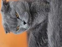 Bakımlı evcil ev kedisi gri dişi scottish fold
