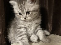 Dişi yavru 45 günlük british shorthair