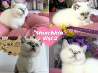 Munchkin yavrular