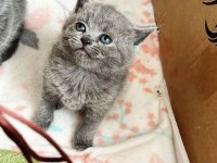 British ve Scottish fold harika yavrular
