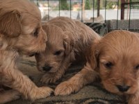 Sevimli ırk maltipoo