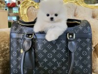 Boo Pomeranian Teddy Bear Yavrular
