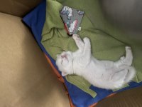 Çanakkale Merkezde Scottish Fold