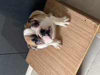 İngiliz bulldog yavrular teslime hazır