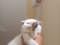 Scottish fold blue point 2 aylık dişi