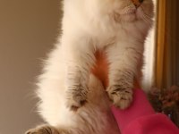 Full Şecereli Dişi British Longhair