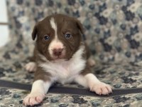 Her renk Border Collie yavrular