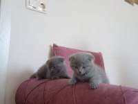 Güzeller güzeli dişi ve erkek scottish fold yavrularım