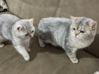 Harika silver tecrübeli erkek kedim