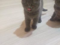 3 Tane Safkan Scottish Fold