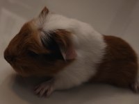 Ağustos Doğumlu Yavru Ginepig