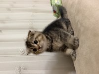 65 günlük yavru scottish fold erkek