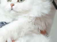 British longhair dişi ücretsiz