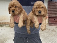 Üst Kalite Şirin Cocker Yavrular