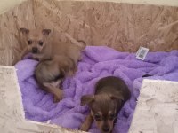 Pinscher yavrumuz