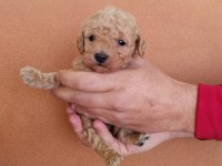 1 Erkek Ve 1 Dişi Poodle Bebekler