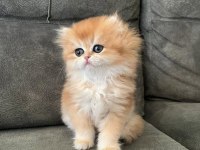 İpeksi tüylü Golden British Longhair 