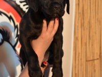 Simsiyah parlak kısa tüylü erkek cane corso yavru