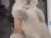 Sağlıklı pofuduk scottish fold yavrularımız teslime hazır