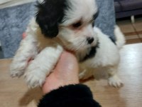 Terrier yavruları 2 erkek ve 1 dişi