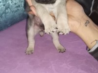 Pug Köpeğimiz İçin Ararsanız Sevinirim