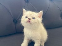 Yavru british shorthair