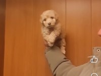 55 Günlük Maltipoo Miniklerim