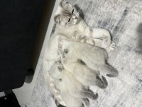 1 aylık yavru british shorthair