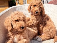 Dev gibi poodle yavrular