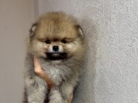 Orijinal pomeranian boo teddy face