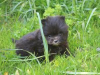 Black terrier malta