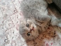 BRİTİSH SHORHAİR 4 BABALIK HAKKI