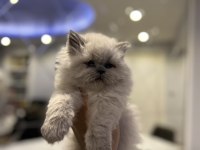BRITISH LONGHAIR MAVİ GÖZLÜ YAVRULARIM 