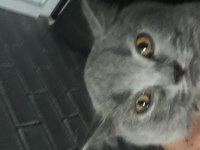 British shorthair kedimiz