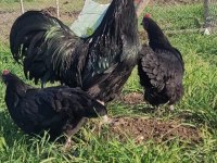 Alman australorp