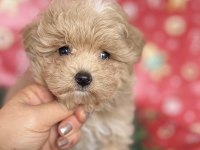 MALTİPOO YAVRU KÖPEĞİMİZ