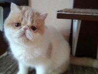 Safkan şecereli yetişkin Dişiler