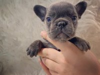 Irk Standartlarında Blue Mavi Gözlü French Bulldog Yavrular