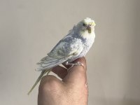 BEBEK MUHABBET KUŞU YENİ YEME DÜŞMÜŞ GÖNDERİM VAR