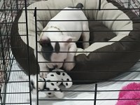 Ankara pursaklar french bulldog