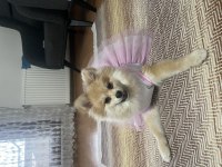 Pomeranian 6 aylık dişi